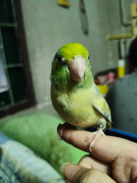 สกาย
