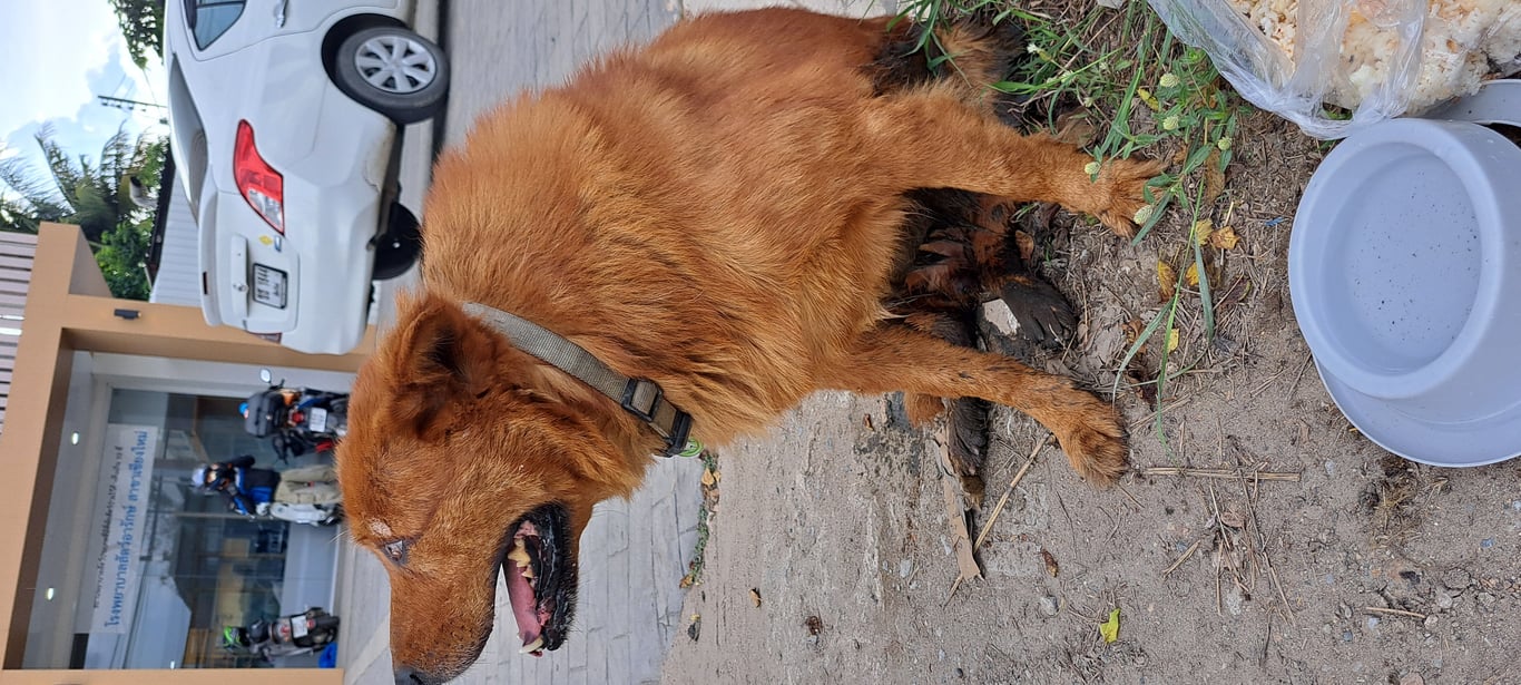 ตามหาเจ้าของหมา น่าจะมีอายุแล้วหวาดระแวงเดินแถวเอื้ออาทรสันผีเสื้อแล้วข้ามมาบี๋เฮี่ยง ลาบต้นยางค่ะ ติดต่อได้ท่098-7475459