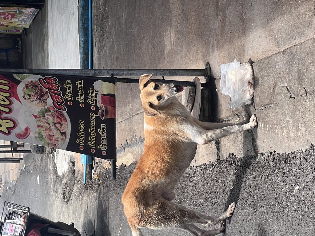 ตามหาเจ้าของหมา ตัวผอมยาว หน้ายาว หูตก หางสีขาว ช่วงล่างส่วนขาขาว ช่วงลำตัวสีน้ำตาล มีอวัยวะเพศผู้ แต่ไม่มีไข่ เหมือนทำหมันแล้ว