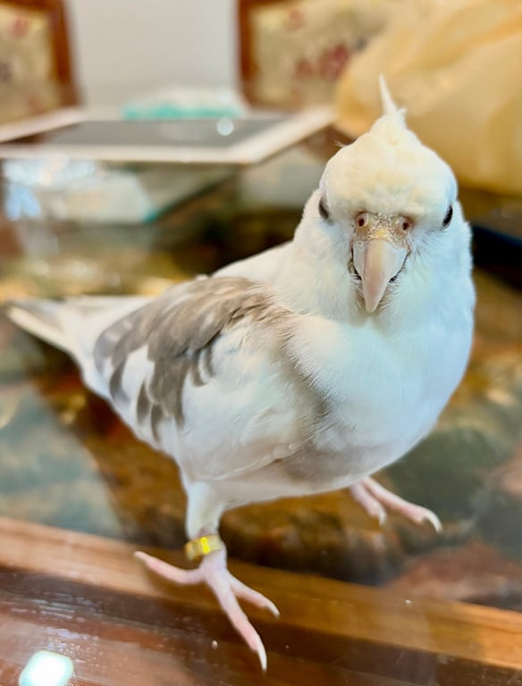 คีร่า