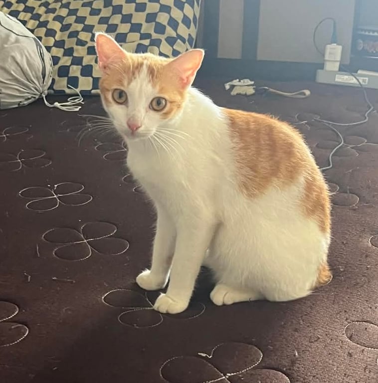 ขาว