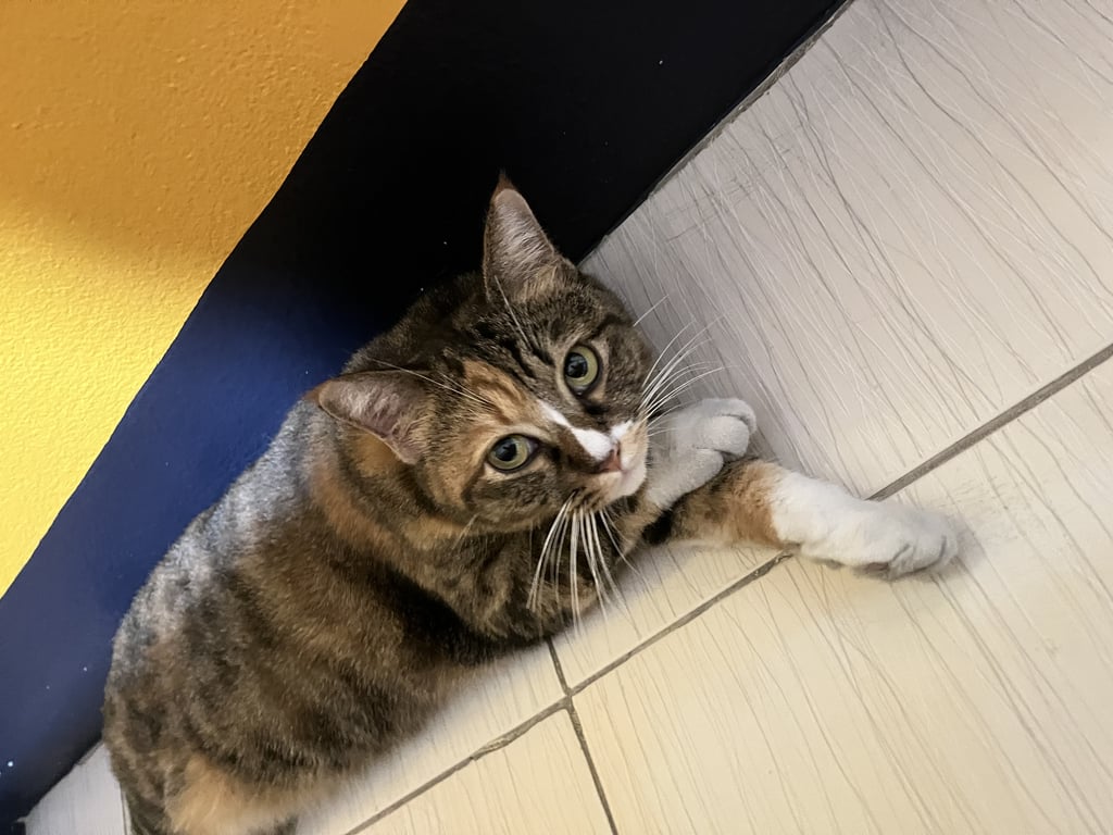 ตามหาเจ้าของแมว หางเกือบกุด ใส่ถุงเท้าสีขาวทั้งสี่ข้าง