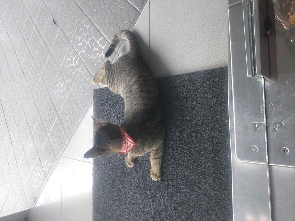 ตามหาเจ้าของแมว มีปอกคอสีแดง ขี้อ้อน