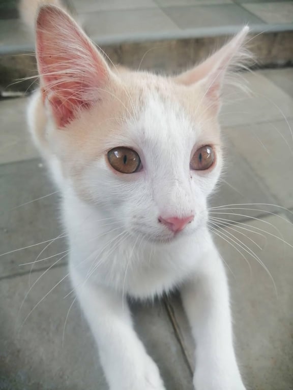 ตามหาแมวหาย พิกัดแยกบ้านย่ามุกย่าจัน ถลาง ภูเก็ต