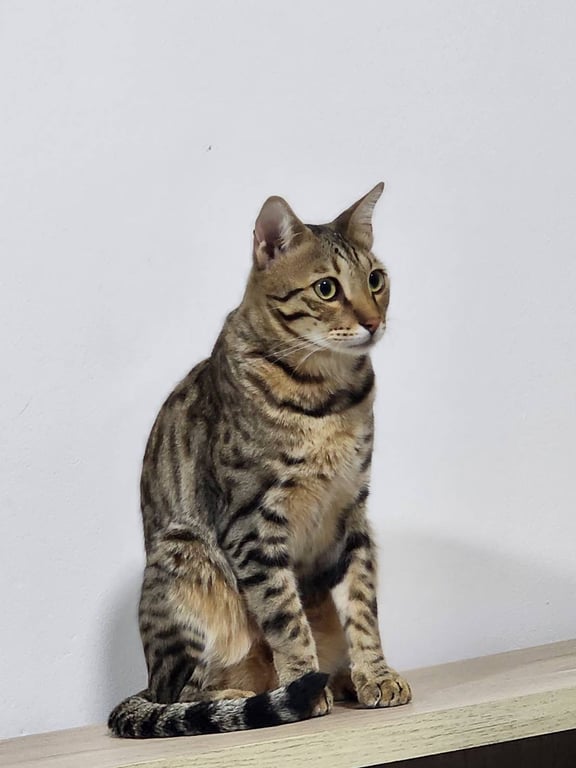 นำโชค