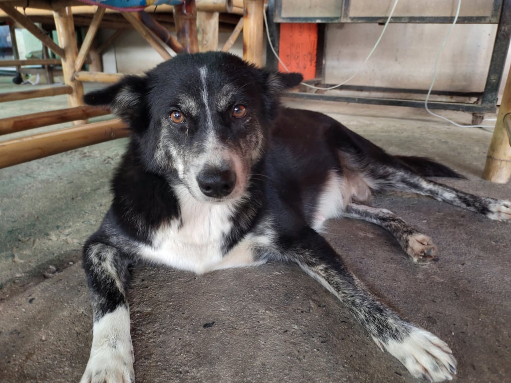 ตามหาเจ้าของหมา น้องเชื่องมาก  แต่ซึ่มเศร้า สีดำประขาว