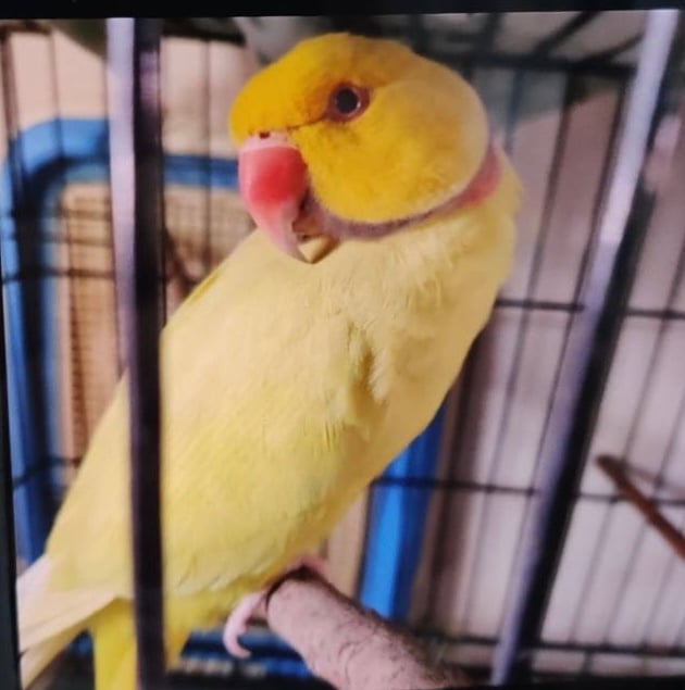 ตามหาเจ้าของนก ใครเป็นเจ้าของ นกริงเน็ค สีเหลือง ติดต่อ แจ้งรหัส ได้ที่เบอร์ 0646621444 คุณพี่ทิพย์ ซ.7