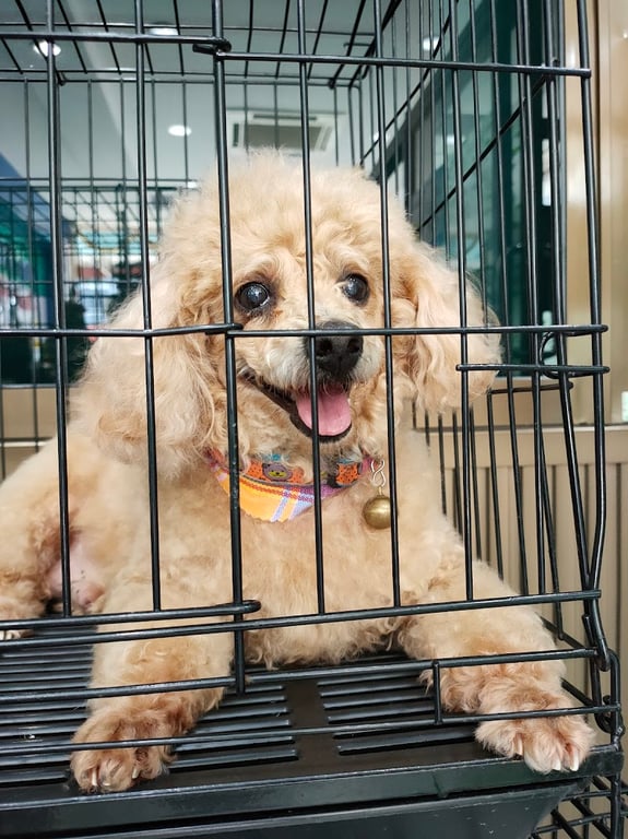คลินิกจูงกะรักษ์สัตว์ Joongka Pet Clinic