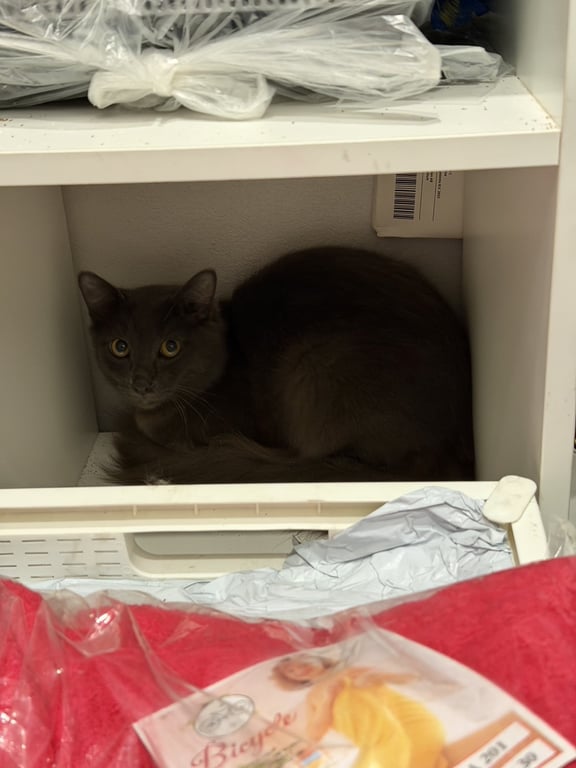 ตามหาเจ้าของแมว น้องหางฟูๆค่ะ สีเทาเข้ม ตาสีเหลือง นิสัยดี เชื่อง ดูติดคนค่ะ