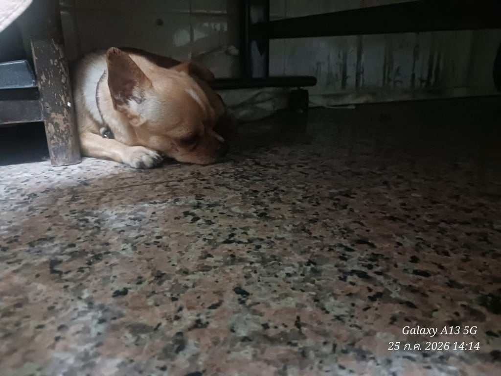 เป๊ปซี่
