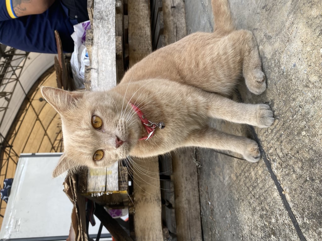 ตามหาเจ้าของแมว น้องเพศผู่ ไม่ทราบสายพันธ์อะไรคะ ตัวใหญ่ สีน้ำตาลอ่อนๆ ขี้เล่น ชอบเข้าหาคน ทำหมันแร้วคะ