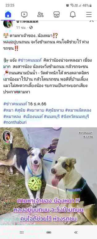 ตามหาเจ้าของหมา 