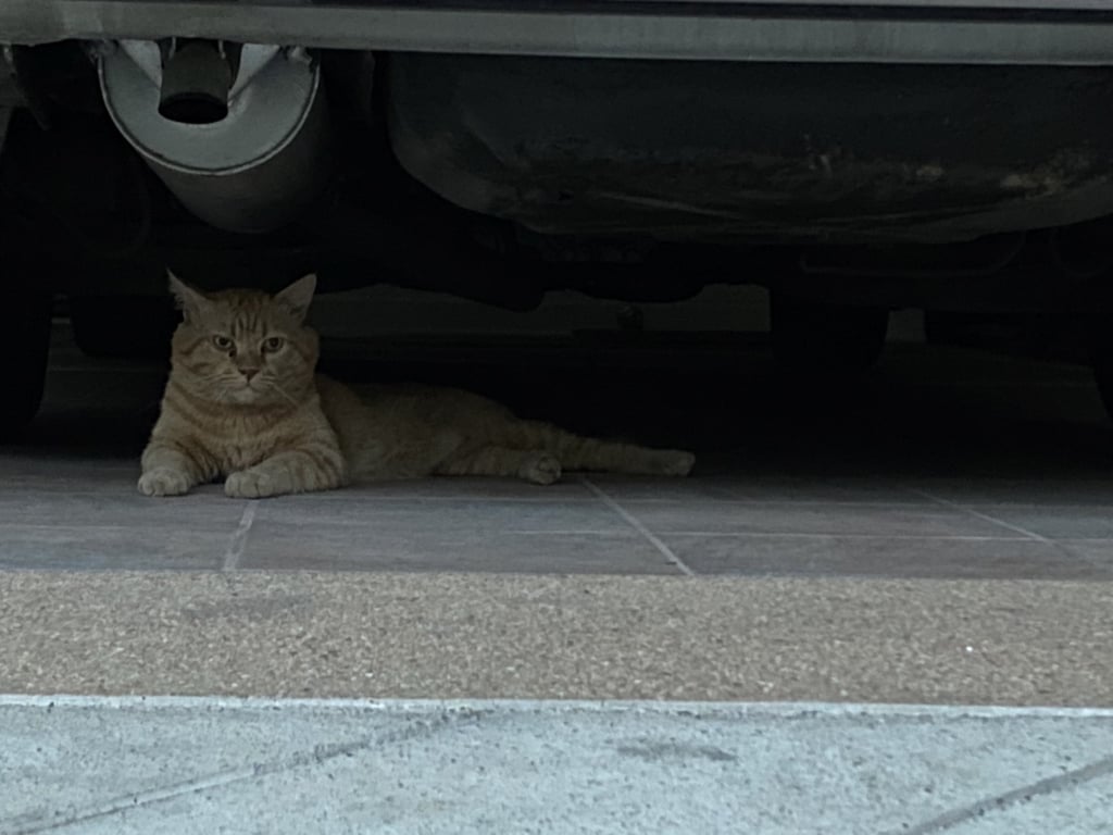 ตามหาเจ้าของแมว ตัวผู้ยังไม่ทำหมัน ตัวใหญ่