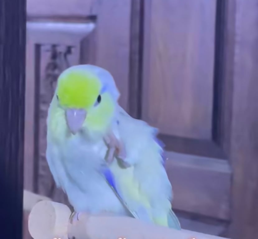 น้องแฟนต้า