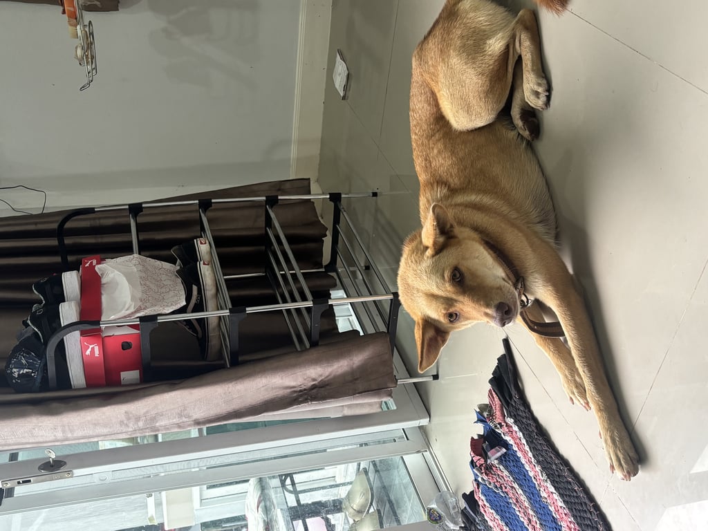 ตามหาเจ้าของหมา 