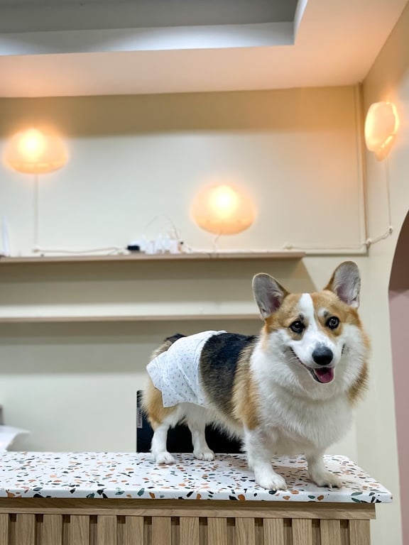 โรงพยาบาลสัตว์เหนือเมฆ (Above The Cloud Pet Hospital)