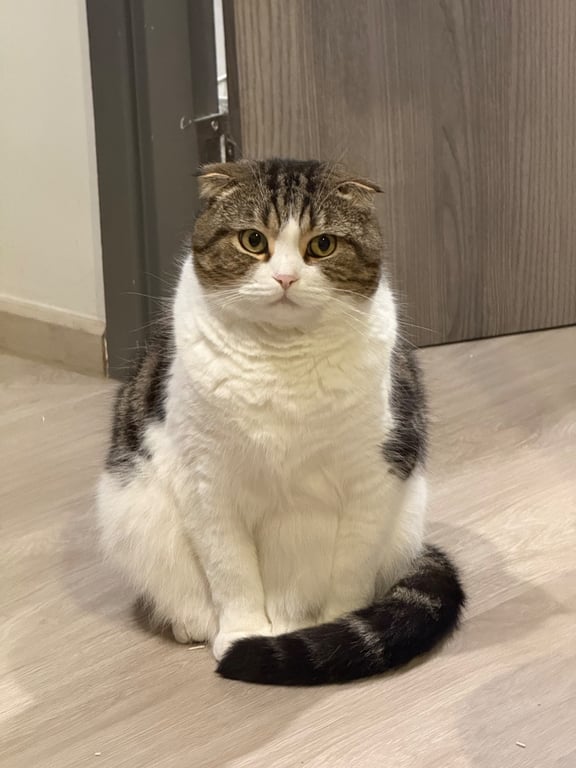 Truffle