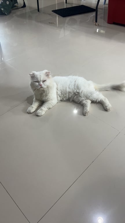 โมโม่