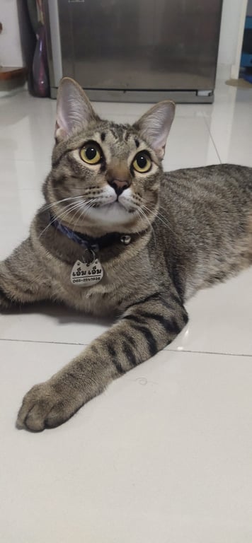 เอ็มเอ็ม