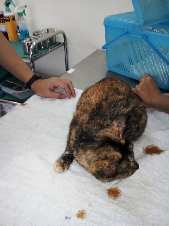 คลินิกรักษาสัตว์สันกำแพง Sankamphaeng Animal Clinic