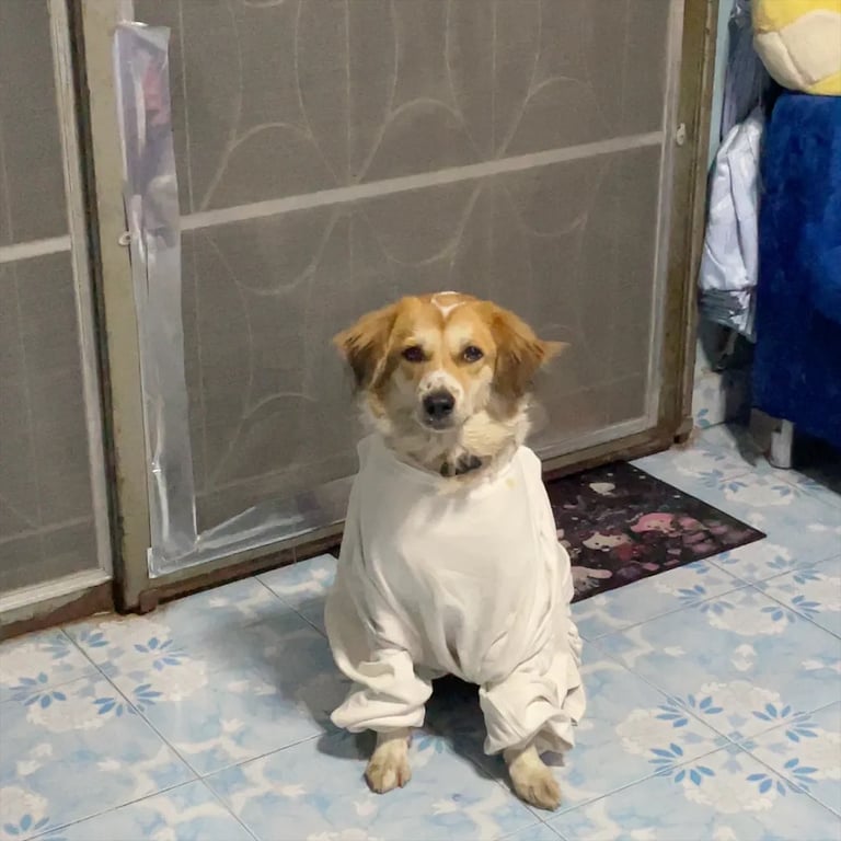 เจ้ย