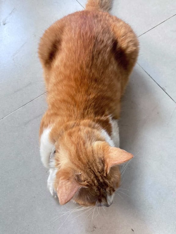 แซลม่อน