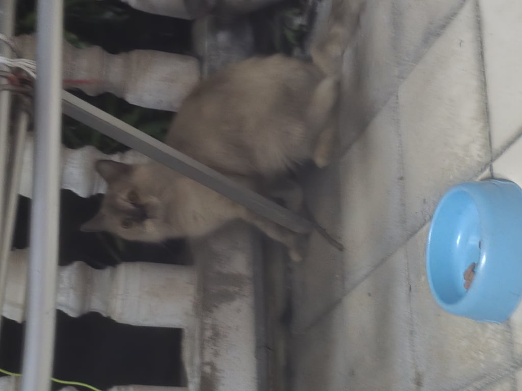 ตามหาเจ้าของแมว 