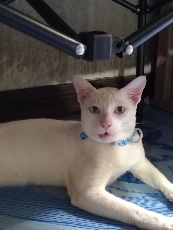 แต้มบุญ