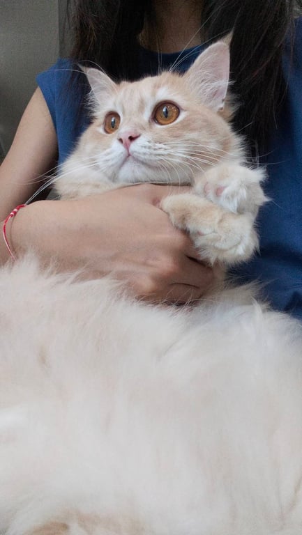 ดราก้อน