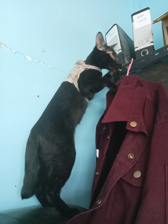 ตามหาเจ้าของแมว แมวดำทั้งตัว มีปลอกคอสีเหลือง ใส่เสื้อลากจูงตามรูป หางยาวคอร์ดตรงปลาย