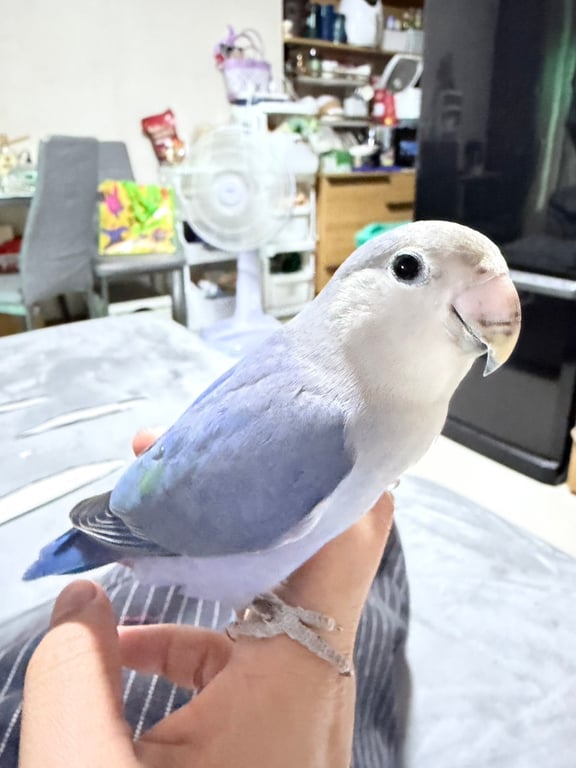 ลูฟี่
