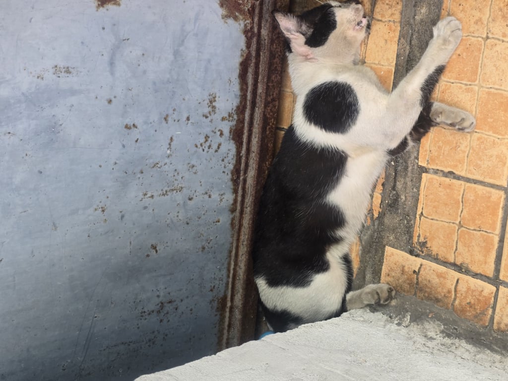 ตามหาเจ้าของแมว แมวสีขาวดำพบอยู่ซอยพญานาคตรง BTS ราชเทวี