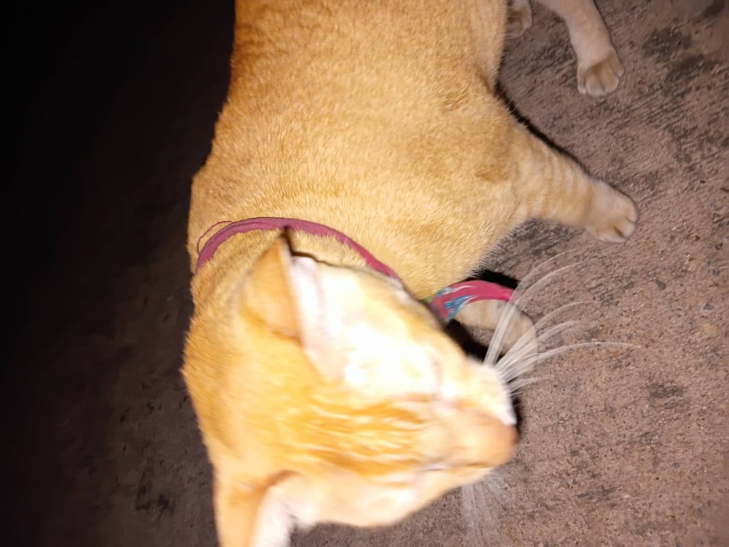 ตามหาเจ้าของแมว แมวส้มลายสลิด เพศผู้ ทำหมันแล้ว เป็นแมวตัวใหญ่