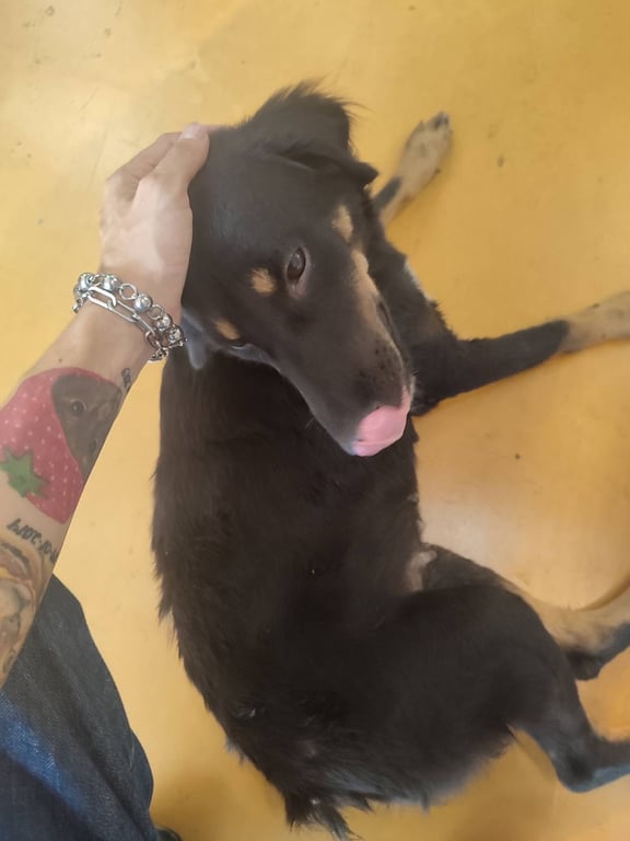 ตามหาเจ้าของหมา น้องหมาสีเำ เพศเมีย หูพวง