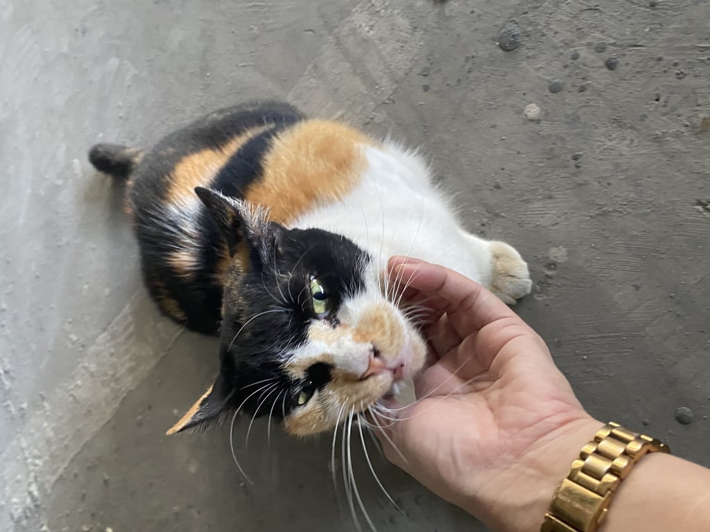 ตามหาเจ้าของแมว เจอน้องที่อาคารจอดรถของตึกสุวรรณนิน พระราม8 น้องเป็นเเมวตัวเมีย ทำหมันเเล้ว ตัวใหญ่ ให้จับได้ ไม่ดุ