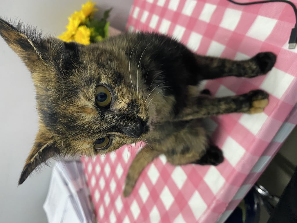 ตามหาเจ้าของแมว แมวเพศเมีย อายุประมาณ 3-4 เดือน