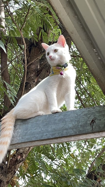 สโนว์