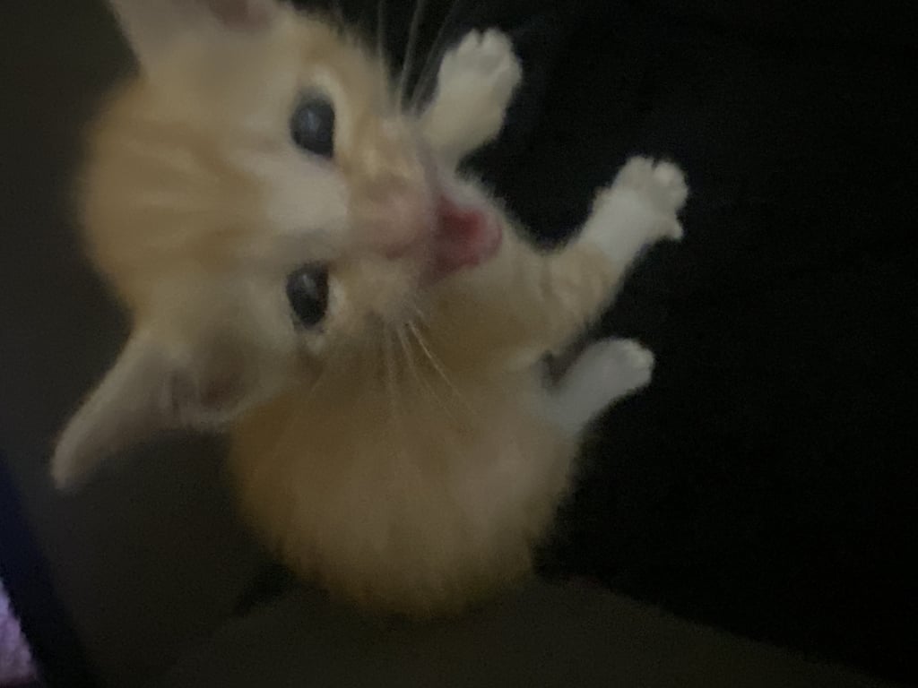 ตามหาเจ้าของแมว น้องเป็นลูกแมว น่าจะประมาณ 1 เดือน แมวเราไปคาบมาจากไหนไม่รู้ค่ะ 
ตัวแรกที่คาบมาเราไม่ทันรู้ตัว เห็นอีกทีก็โผล่มาอยู่ในบ้านแล้ว ส่วนตัวที่สองเราเห็นตอนเขากำลังคาบมาเลยค่ะ เลยได้รู้มาน้องมาได้ยังไง