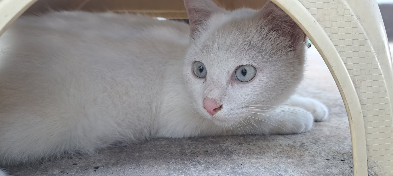 ตามหาเจ้าของแมว เจอวันที่ 28 บริเวณยางใหญ่ ก่อนถึงอ่างห้วยยาง