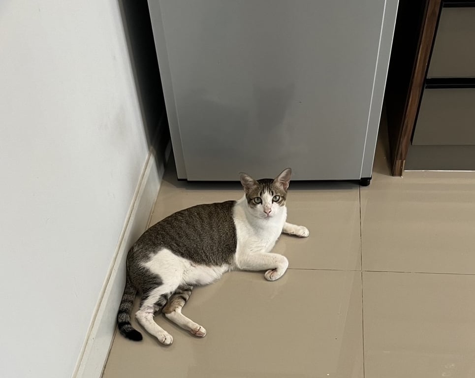 ตามหาเจ้าของแมว เจอน้องอยู่ในหมู่บ้านเวนิวโฟลว์ แจ้งวัฒนะ นานหลายเดือนมากแล้วค่ะ น่าจะติดรถช่างเข้ามา โดยน้องมีแมวตัวอื่นมากัดเป็นแผลหลายครั้ง ที่บ้านย้ายคนป่วยออก จึงรับเข้ามาเลี้ยงในบ้านไว้ได้ แต่ไม่มีเวลาให้น้อง จึงอยากช่วยตามหาเจ้าของ หรือทาสที่สนใจรับเลี้ยงอย่างเมตตา น้องมีลีกษณะเป็นรอยขีดสีขาวกลางหลัง ตามภาพเลยตั้งชื่อให้ "อานทอง" ค่ะ