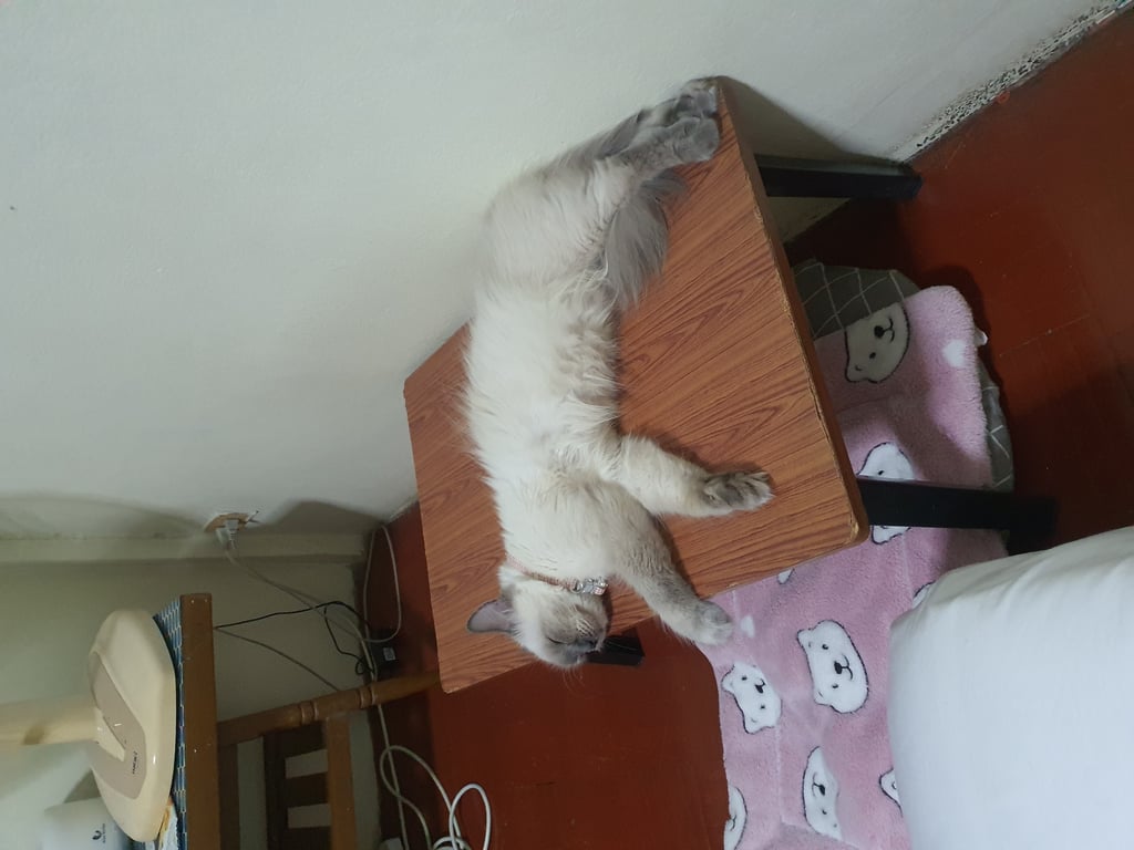 ทับทิม