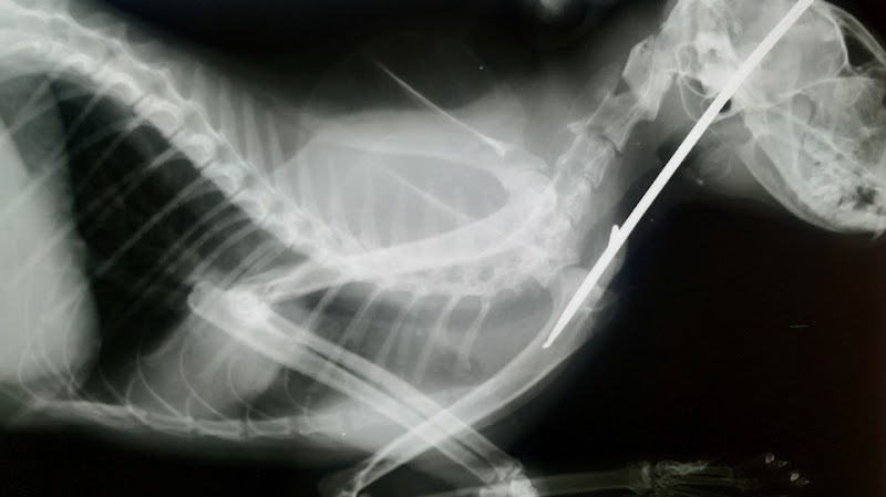 วรพจน์สัตวแพทย์ worapoth veterinary clinic