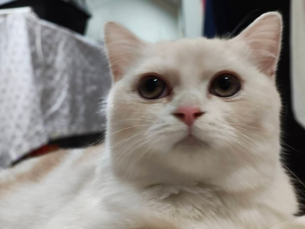 น้องคูเปอร์