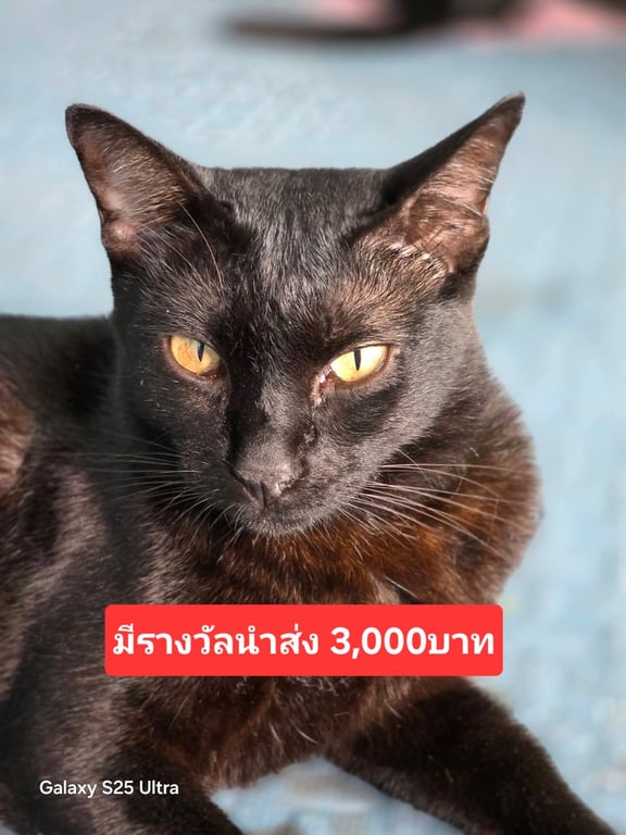 ดำ