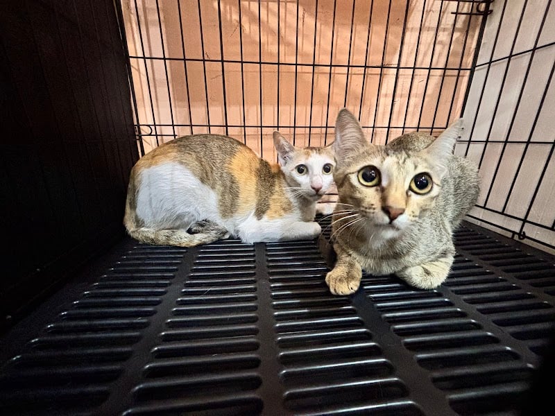 ศิริพงศ์รักษาสัตว์ Siripong Pet Clinic