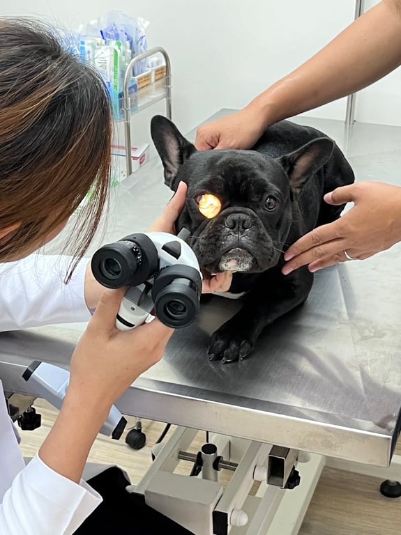 Mastervet animal hospital โรงพยาบาลสัตว์มาสเตอร์เวท