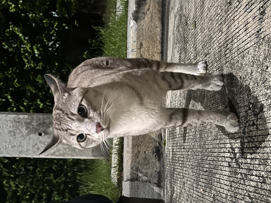 ตามหาเจ้าของแมว ปลายหางงอ มีถุงเท้า