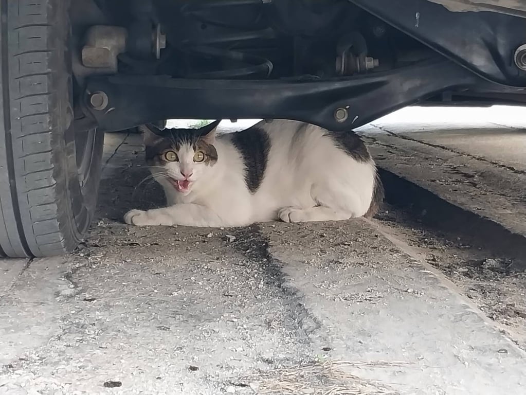 ตามหาเจ้าของแมว น้องหลงมาทางบางกรวย-ไทรน้อย7 แยกสังข์ฉิม8 มากินขัาวแต่ไม่ยิมให้จับ พูดคุยร้องตอบได้ แต่ระแวงคนนิดๆไม่ให้จับค่ะ