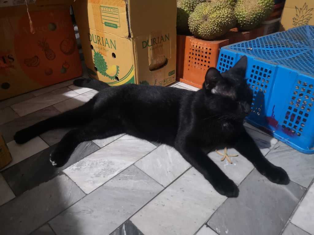 ตามหาเจ้าของแมว ลุงเป็นคนเจอค่ะ เชื่องมาก-มากที่สุด แมวไม่รู้มาจากไหน แต่จากที่สังเกตแล้วน่าจะมีเจ้าของ เพราะเช็ดตัวได้ ชอบเข้าหาคน