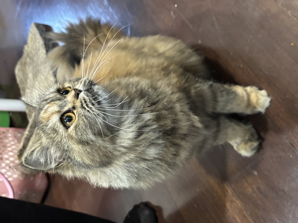 ตามหาเจ้าของแมว 